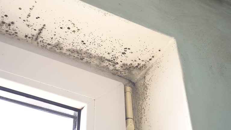 Best Comprehensive Air Testing for Mold Contaminants  in Milton, GA